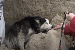 Pregnant Husky Abandoned at Construction Site Rescued Just in Time