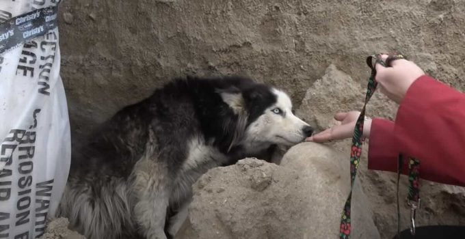 Pregnant Husky Abandoned at Construction Site Rescued Just in Time