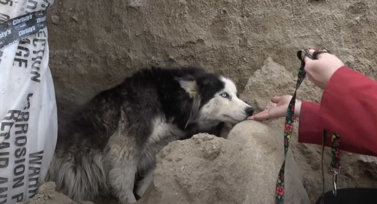 pregnant husky rescued