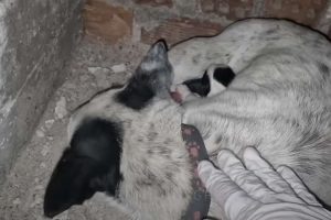Mama Dog Finally Lets Rescuer Near Her After Giving Birth in Filthy Basement