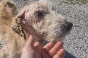 Sick Dog Wandering Near Busy Road had No One Looking Out for Him