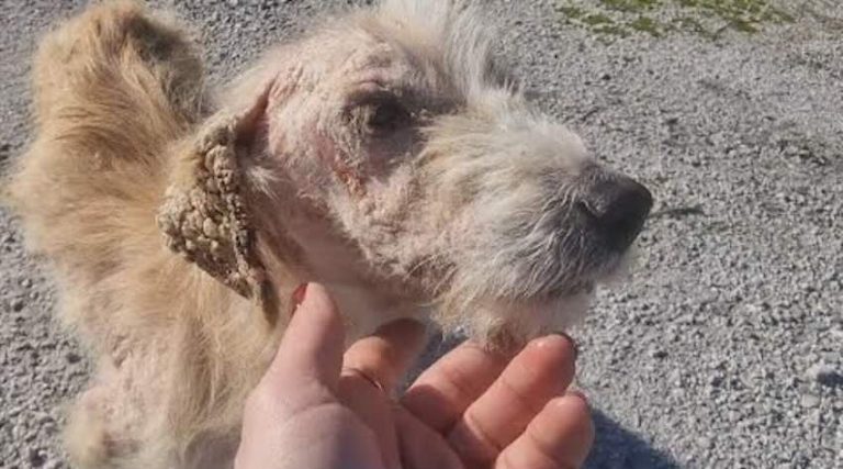 Petros the dog rescued