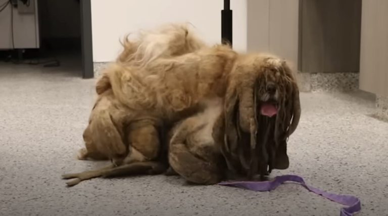 Matted dog transforms