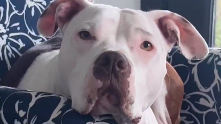 Rescue Dog Who Lost Her Family Loves to Hold Her New Mom’s Hand