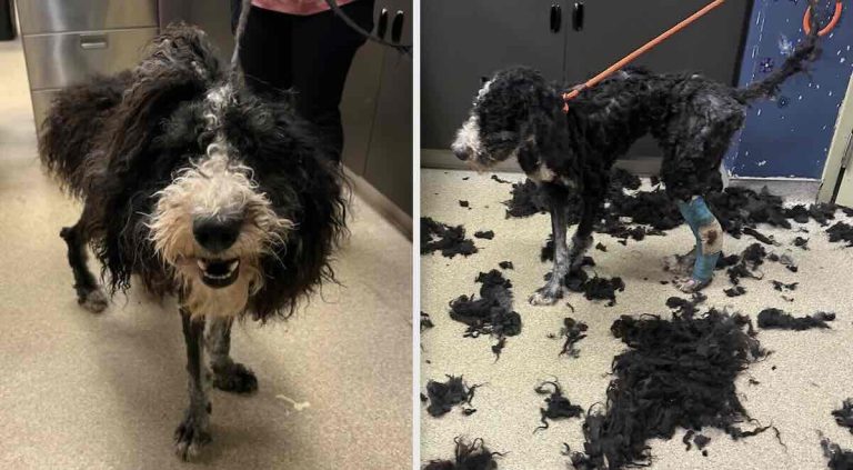 neglected dog tended to at Stray Rescue of St. Louis