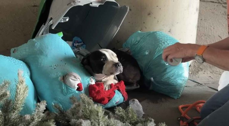 Gibson hiding in garbage