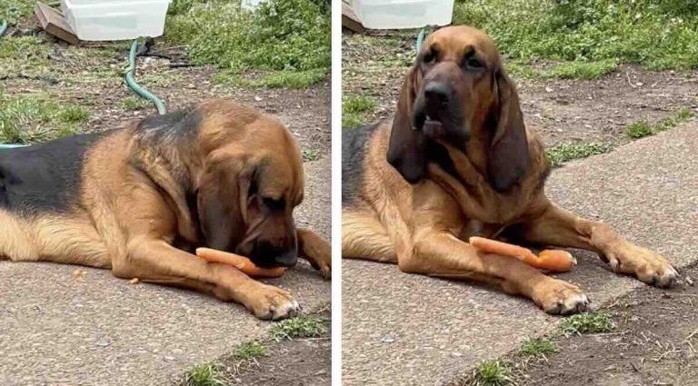 dog loves her carrot