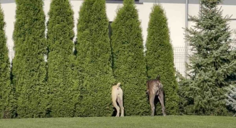 guard dogs in bushes
