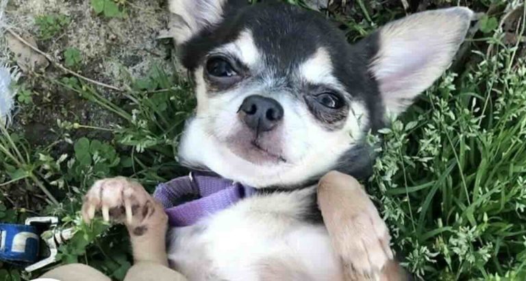 chihuahua learns to love belly rubs