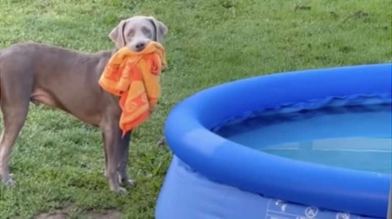 Oaklie wants an early morning swim