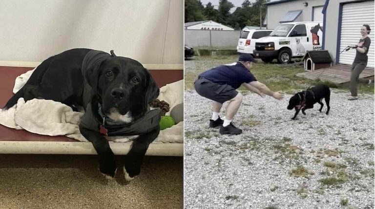 long time resident shelter dog adopted