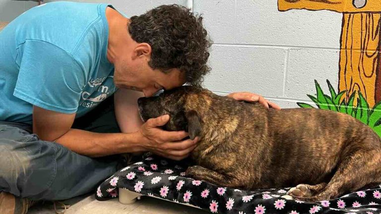 dog rescued from cave
