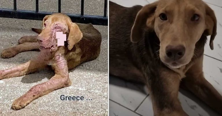 stray dog rescued off Greek streets