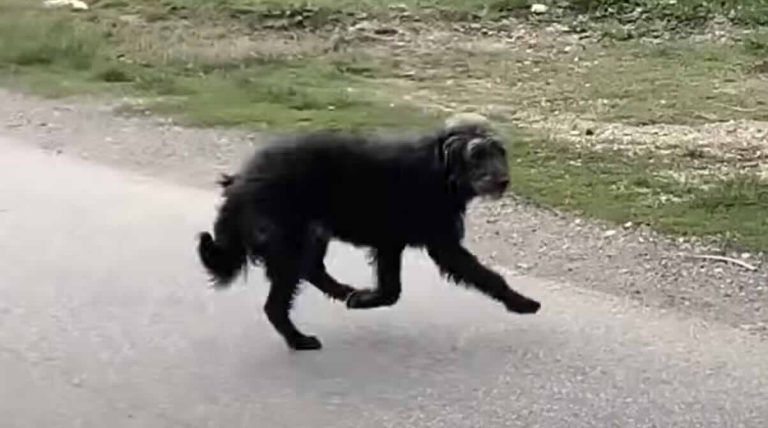 abandoned dog rescued off street in Serbia