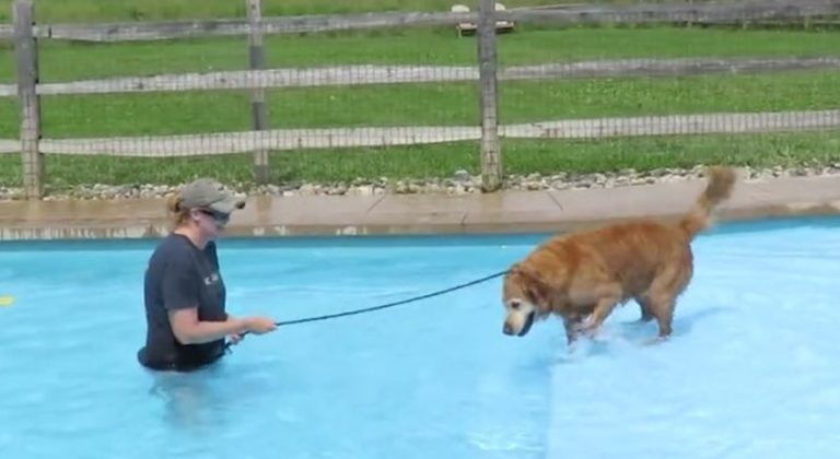 dog has first swim at 9 years old