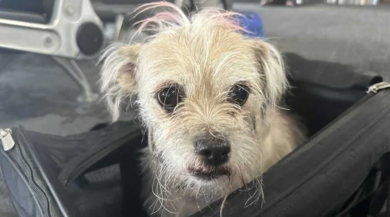 dog rescued from mobile home