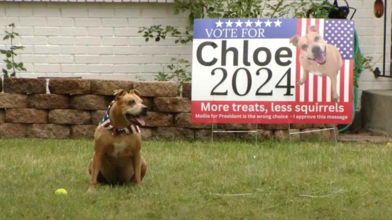 Neighbors Making People Smile With Their Dueling Political Signs For Their Dogs