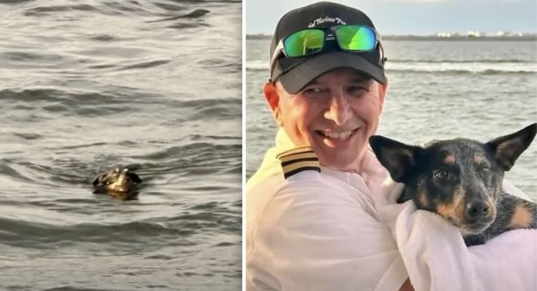 dog rescued out at sea