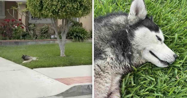 Injured husky rescued from lawn