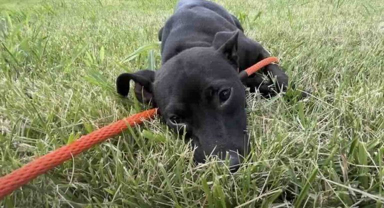 puppy crawls to rescuer's car
