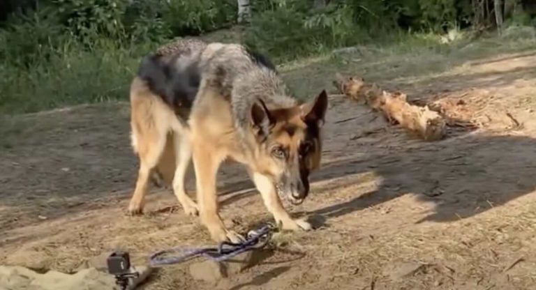 missing german shepherd found after 55 days