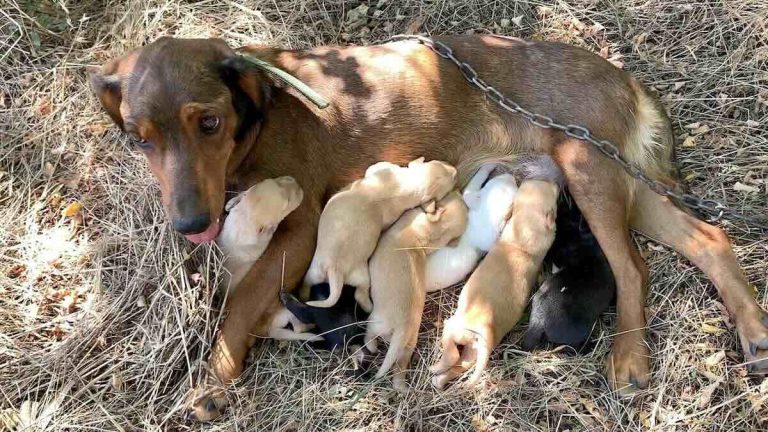 mama dog chained and abandoned with her puppies outside shelter