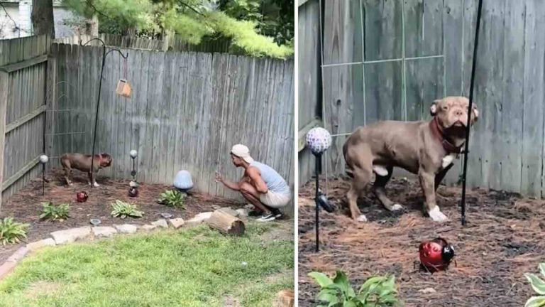 couple rescue dog in their backyard
