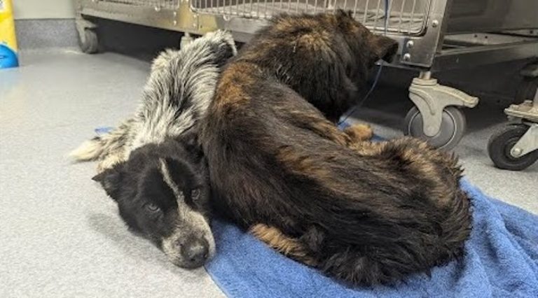Two dogs found in irrigation ditch survived because of the other