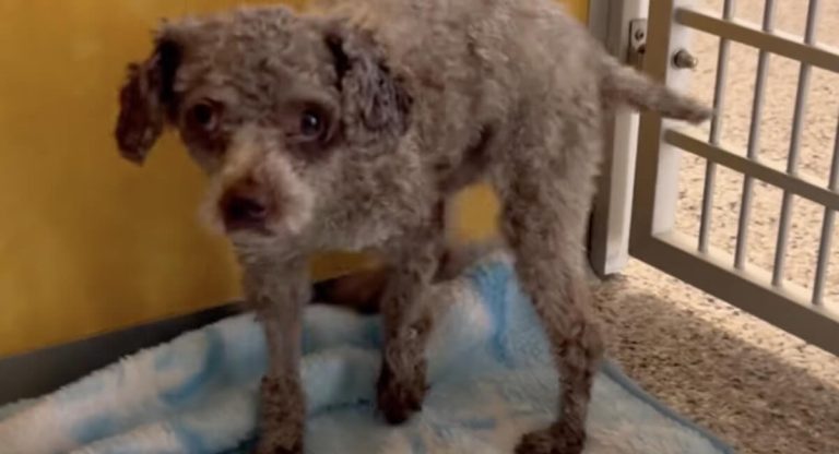 puppy mill dog transforms