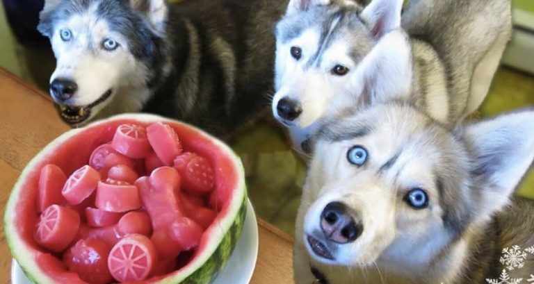 DIY frozen watermelon treats