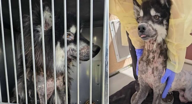 Sick husky gets better
