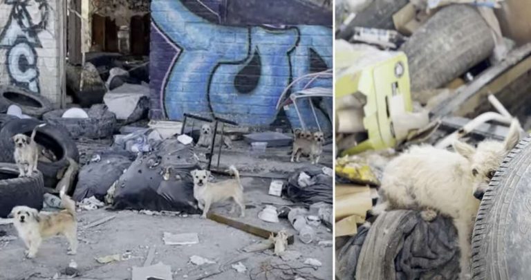 16 Little Dogs Dumped In Abandoned Home By The Salton Sea