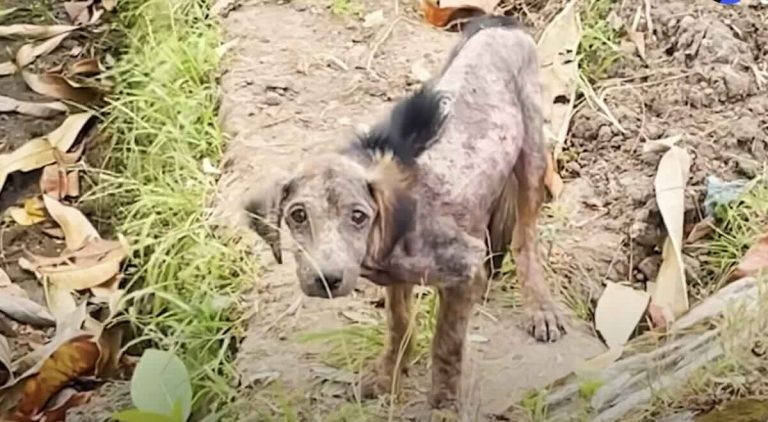 sick dog found on side of the road
