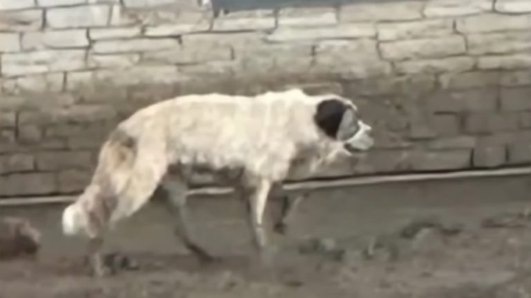 dog missing 2 years found