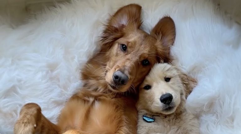 dog so happy to get a sister