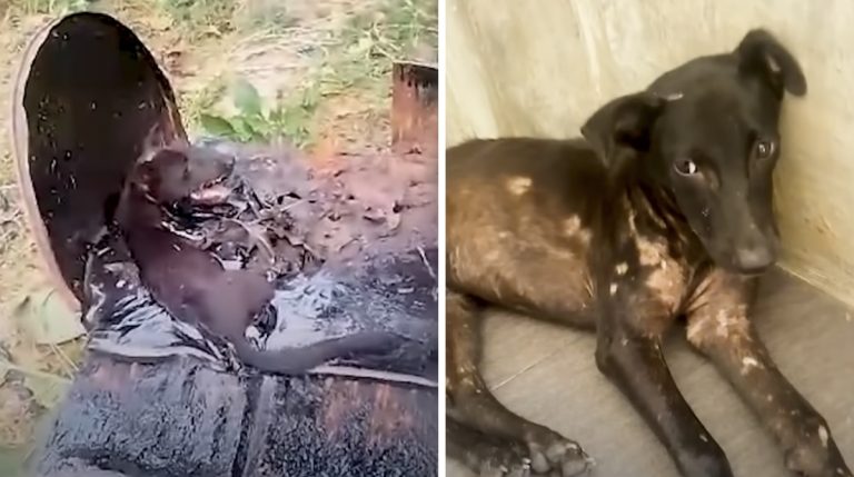 dog rescued from barrel of tar