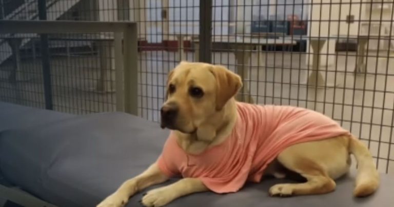 K9 Support dog "arrested" for malicious mischief