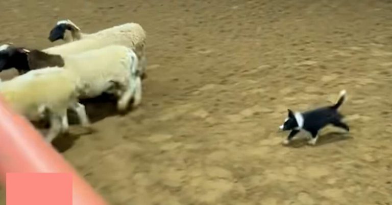Flip the border collie