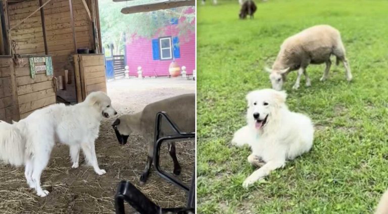 Hank the Great Pyrenees