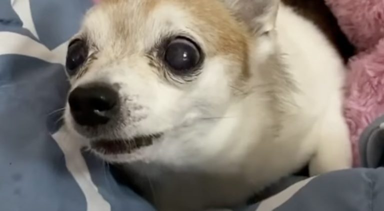 Elderly chihuahua learns to love