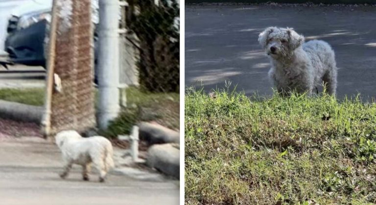 little dog rescued from streets