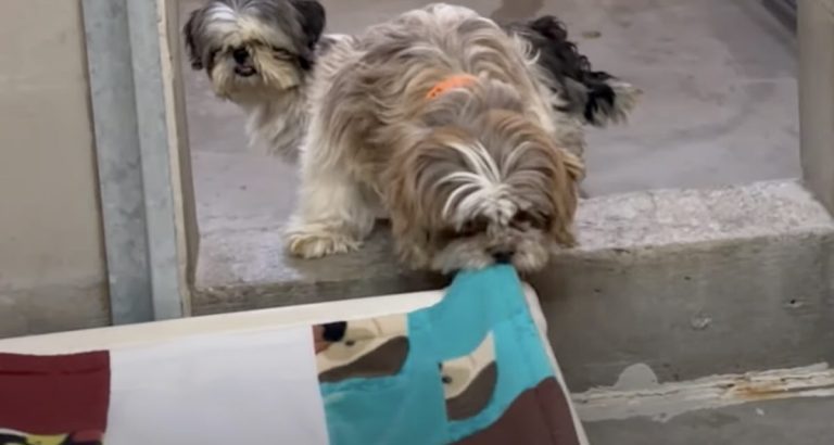 puppy mill dog gets blankets