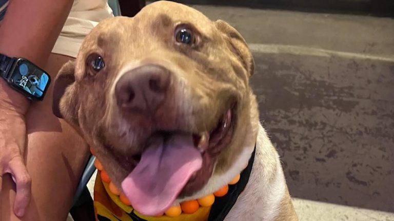Rango the pittie rescued