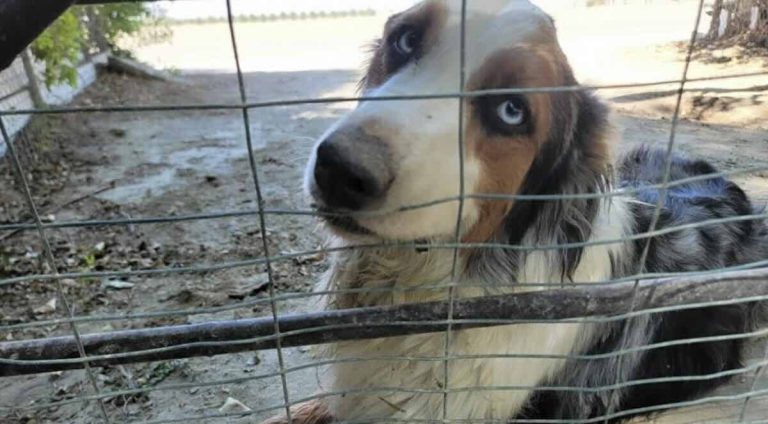 stray shepherd mix shows up at ranch