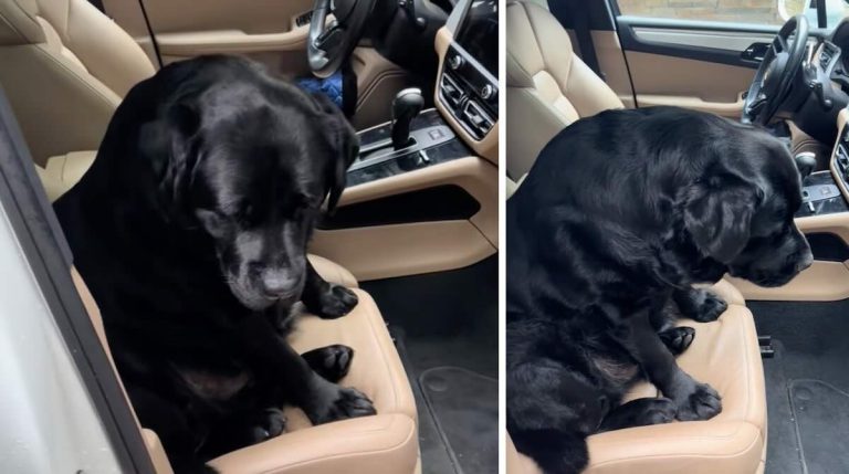 Toro the Labrador Retriever