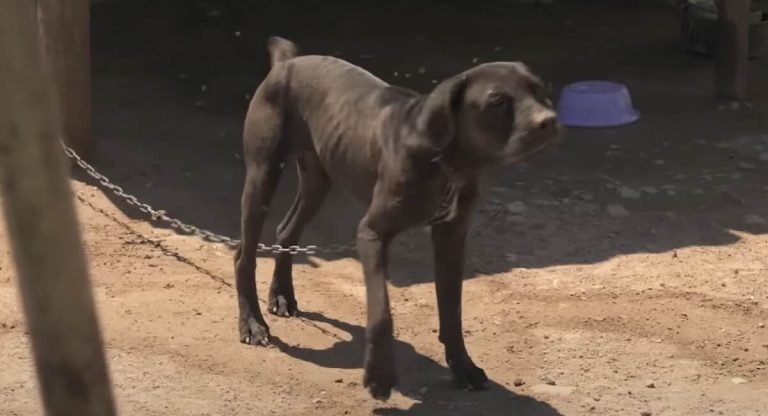Aggressive dog freed from chain.