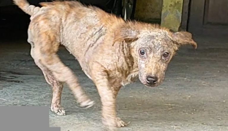 dog with backwards legs rescued