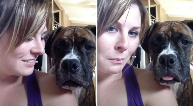 Boxer dog has blep competition