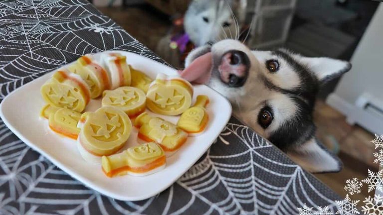 These Candy Corn Pumpkin Dog Treats are a Festive and Delicious Snack