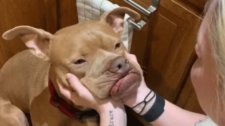 Dog returned to shelter twice adopted by foster family